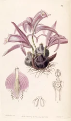 Pleione praecox